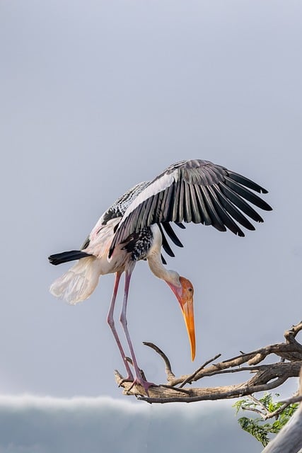 Gec3963668d4f3546de2d349cc49725fc13995b1cf47fc24785baf14d30b0c62154215ba09c37414d1ee29c1642d3bda1e58e9021b48a34d7ac8763202a7ef4b5 640